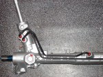 steer